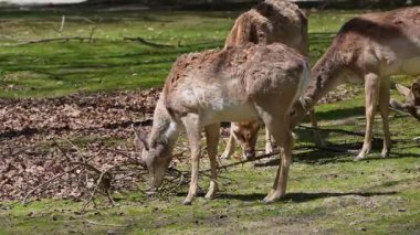 Fallow deer, Dama mezopotamya, Cervidae familyasından bir memeli türü..