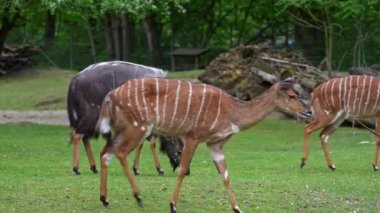 Nyala, Tragelaphus angasii Güney Afrika 'ya özgü spiral boynuzlu bir antiloptur. Bovidae familyasından ve Nyala familyasından, Tragelaphus familyasından bir türdür.. 