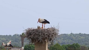 Büyüleyici Beyaz Leylekler, Portekiz 'in Algarve bölgesindeki Odiaxere' de Ciconia ciconia..