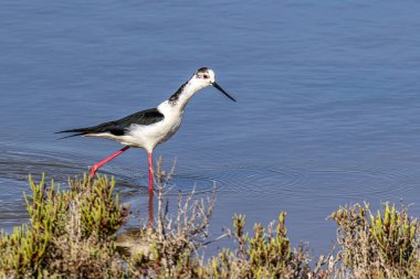 Siyah kanatlı stilt, Himantopus himantopus Ria Formosa Doğal Rezervi, Portekiz Algarve.