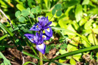 Violet Iris xiphium, Portekiz 'in Algarve sahilinde İspanyol iris olarak bilinir. İspanya ve Portekiz 'e özgü bir göz..