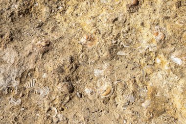 Portekiz 'deki Algarve' nin kayalık sahillerinde fosilleşmiş kabuk.