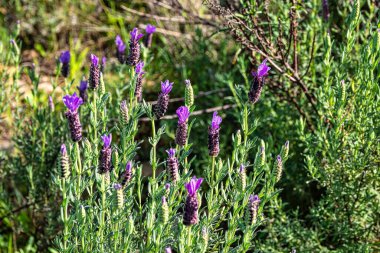Lavandula stoechas, İspanyol lavantası ya da üst ya da Fransız lavantası Vale Fuzeiros, Vilarinha, Algarve, Portekiz 'deki arkeolojik devrede..