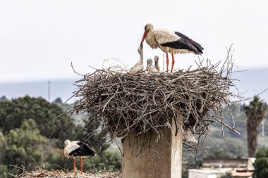 Büyüleyici Beyaz Leylekler, Portekiz 'in Algarve bölgesindeki Odiaxere' de Ciconia ciconia..