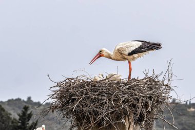 Büyüleyici Beyaz Leylekler, Portekiz 'in Algarve bölgesindeki Odiaxere' de Ciconia ciconia..