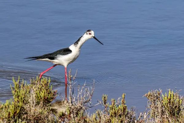 Siyah kanatlı stilt, Himantopus himantopus Ria Formosa Doğal Rezervi, Portekiz Algarve.