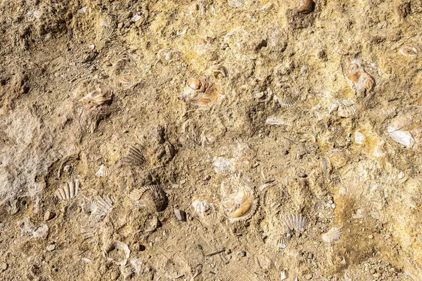 Portekiz 'deki Algarve' nin kayalık sahillerinde fosilleşmiş kabuk.