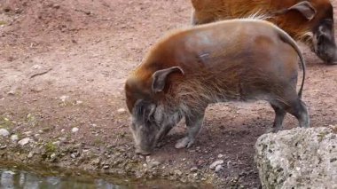 Kızıl nehir domuzu, Potamochoerus porcus, ayrıca çalı domuzu olarak da bilinir. Bu domuzun yer altında yiyecek bulmak için keskin bir koku alma duyusu var..