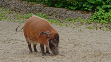 Kızıl nehir domuzu, Potamochoerus porcus, ayrıca çalı domuzu olarak da bilinir. Bu domuzun yer altında yiyecek bulmak için keskin bir koku alma duyusu var..
