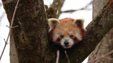 Kırmızı panda, Ailurus fulgens, daha küçük panda ve ağaçta oturan kırmızı kedi ayı olarak da bilinir..