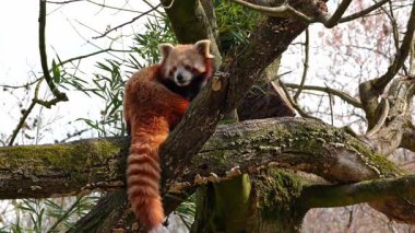 Kırmızı panda, Ailurus fulgens, daha küçük panda ve ağaçta oturan kırmızı kedi ayı olarak da bilinir..