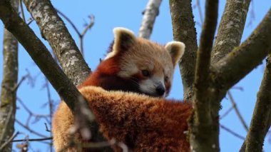 Kırmızı panda, Ailurus fulgens, daha küçük panda ve ağaçta oturan kırmızı kedi ayı olarak da bilinir..