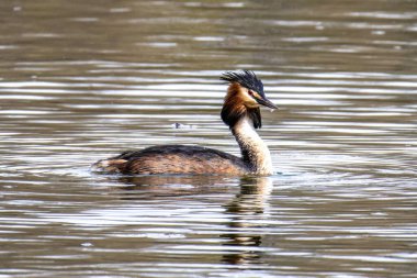 Great Crested Grebe, Podiceps kristali turuncu güzel renklerle, kırmızı gözlü bir su kuşu. Eski Dünya 'da bulunan en büyük aile üyesidir..