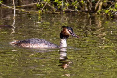 Great Crested Grebe, Podiceps kristali bir balık yakaladı. Güzel turuncu renkli bir kuş, kırmızı gözlü bir su kuşu. Eski Dünya 'da bulunan en büyük aile üyesidir..