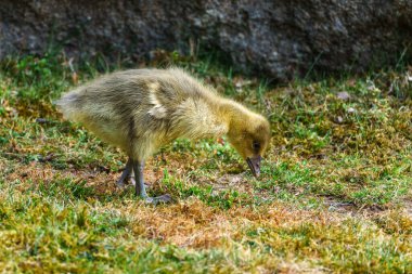 Anser anser, Anatidae familyasından bir kuş türü olan Anatidae familyasından bir kaz türü.
