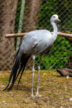 Grus paradisea, Güney Afrika 'ya özgü nesli tükenmekte olan bir kuş türü. Güney Afrika 'nın ulusal kuşudur.