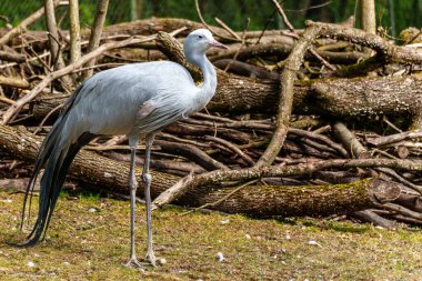 Grus paradisea, Güney Afrika 'ya özgü nesli tükenmekte olan bir kuş türü. Güney Afrika 'nın ulusal kuşudur.