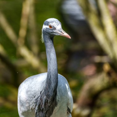 Demokiselle Crane ve Anthropoides başak kuşları gün boyunca açık yeşil çayırlarda yaşarlar. Orta Avrupa 'da bulunan bir turna türüdür.
