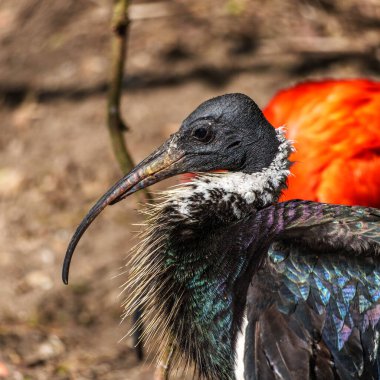 Saman boyunlu Ibis, Threskiornis spinicollis, Threskiornithidae familyasından bir kuş türü..