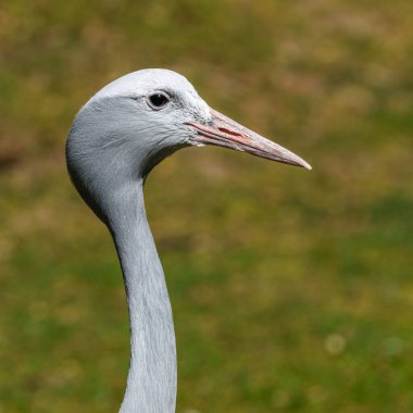 Grus paradisea, Güney Afrika 'ya özgü nesli tükenmekte olan bir kuş türü. Güney Afrika 'nın ulusal kuşudur.