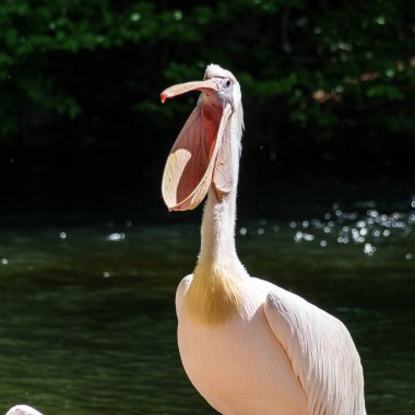 Büyük Beyaz Pelikan (