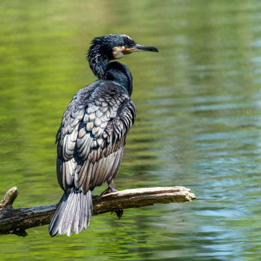 Kuzey yarımküre boyunca büyük siyah karabatak olarak bilinen büyük karabatak, Avustralya 'daki siyah karabatak ve Yeni Zelanda' nın daha güneyindeki siyah karabatak