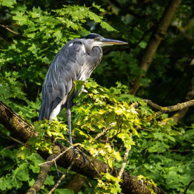 Gri balıkçıl, Ardea cinerea, büyük gri bir kuş ağaçta bir dalda oturuyor ve etrafa bakıyor, tüylü tüyler, büyük gagalı, başının arkasında uzun tüyler, vahşi doğadan bir sahne.