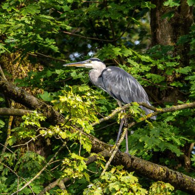 Gri balıkçıl, Ardea cinerea, büyük gri bir kuş ağaçta bir dalda oturuyor ve etrafa bakıyor, tüylü tüyler, büyük gagalı, başının arkasında uzun tüyler, vahşi doğadan bir sahne.