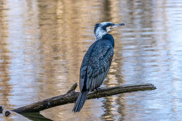 Kuzey yarımküre boyunca büyük siyah karabatak olarak bilinen büyük karabatak, Avustralya 'daki siyah karabatak ve Yeni Zelanda' nın daha güneyindeki siyah karabatak