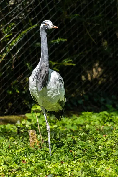 Demokiselle Crane ve Anthropoides başak kuşları gün boyunca açık yeşil çayırlarda yaşarlar. Orta Avrupa 'da bulunan bir turna türüdür.