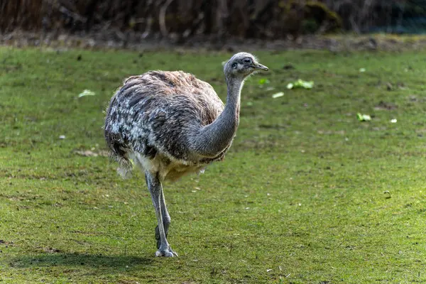 Darwin 'in Rhea' sı, Rhea pennata daha az Rhea olarak da bilinir. Büyük, uçamayan bir kuştur, fakat iki Rheas türünün en küçüğüdür..