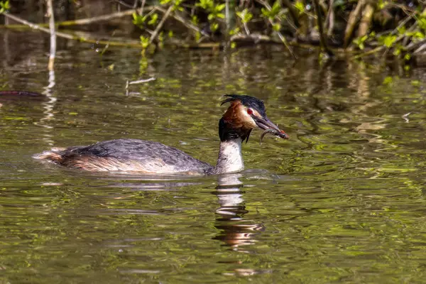 Great Crested Grebe, Podiceps kristali bir balık yakaladı. Güzel turuncu renkli bir kuş, kırmızı gözlü bir su kuşu. Eski Dünya 'da bulunan en büyük aile üyesidir..