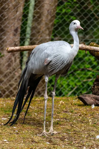 Grus paradisea, Güney Afrika 'ya özgü nesli tükenmekte olan bir kuş türü. Güney Afrika 'nın ulusal kuşudur.