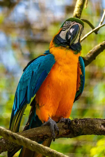 Mavi ve sarı papağan, Ara aratyası, mavi ve altın papağanı olarak da bilinir, çoğunlukla mavi üst kısımları ve açık turuncu alt kısımları olan büyük bir Güney Amerika papağanıdır.