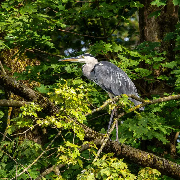 Gri balıkçıl, Ardea cinerea, büyük gri bir kuş ağaçta bir dalda oturuyor ve etrafa bakıyor, tüylü tüyler, büyük gagalı, başının arkasında uzun tüyler, vahşi doğadan bir sahne.