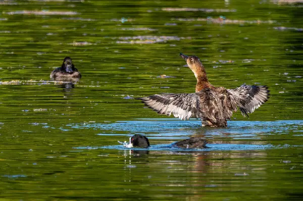 Aythya Ferina Almanya 'da Münih' te bir gölde yüzüyor.