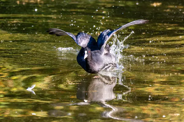 Avrasya yaban ördeği (