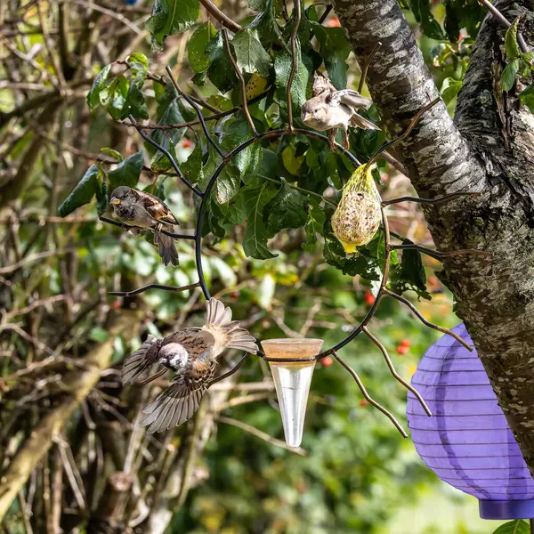 Tüylü ev kuşu, Passer domesticus kuş yemi içeren kuş yemliğinin üzerine tünemiş..
