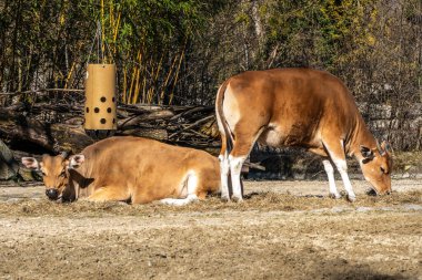 Banteng, Bos javanicus veya Red Bull. Vahşi bir sığır türüdür ama sığır ve bizondan farklı kilit özellikler vardır: hem erkek hem de dişilerde beyaz bir şerit..
