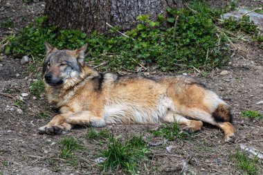 Kurt, gri kurt ya da kereste kurdu olarak da bilinen, Avrasya ve Kuzey Amerika 'nın vahşi ve uzak bölgelerinde yaşayan bir köpek türüdür..