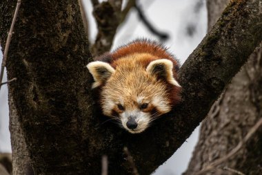 Kırmızı panda, Ailurus fulgens, daha küçük panda ve kırmızı kedi ayı olarak da bilinir..