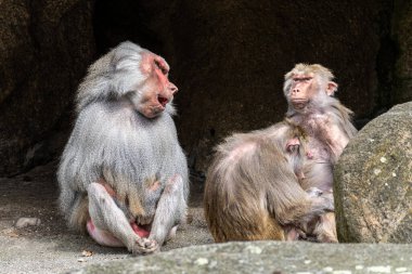 Hamadryas babunu, papio hamadryas, yan yana oturup birbirlerini tımar ediyorlar. Papio hamadryas bir babun türüdür.