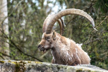 Erkek dağ keçisi - Avrupa Alplerinde yaşayan bir kayanın üzerindeki kapra dağ keçisi