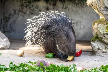 Hint armalı kirpi (