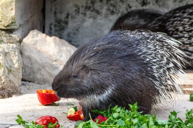 Hint armalı kirpi (