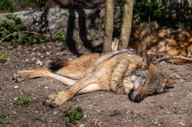 Kurt, gri kurt ya da kereste kurdu olarak da bilinen, Avrasya ve Kuzey Amerika 'nın vahşi ve uzak bölgelerinde yaşayan bir köpek türüdür..