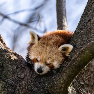 Kırmızı panda, Ailurus fulgens, daha küçük panda ve kırmızı kedi ayı olarak da bilinir..
