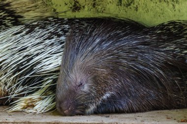 Hint armalı kirpi (