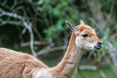 Vicunas, Vicugna Vicugna, And Dağları 'nın yüksek dağlık bölgelerinde yaşayan lama' nın akrabaları.