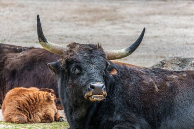 Bos Primigenius Taurus, soyu tükenmiş yaban öküzlerine benzediğini iddia etti. Alman parkında görülen yerli dağ sığırları